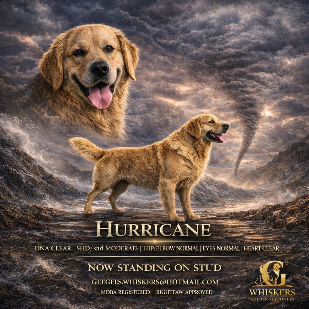 Hurricane